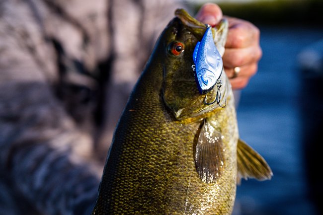Bill Lewis Lures Introduces the Knockin' Hammer Trap
